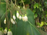 Rhipsalis campos-portoana (4)