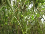 Rhipsalis campos-portoana (3)