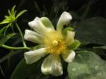 Pereskia aculeata (26)