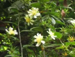 Pereskia aculeata (24)