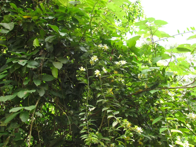 Pereskia aculeata (23)