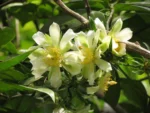 Pereskia aculeata (21)