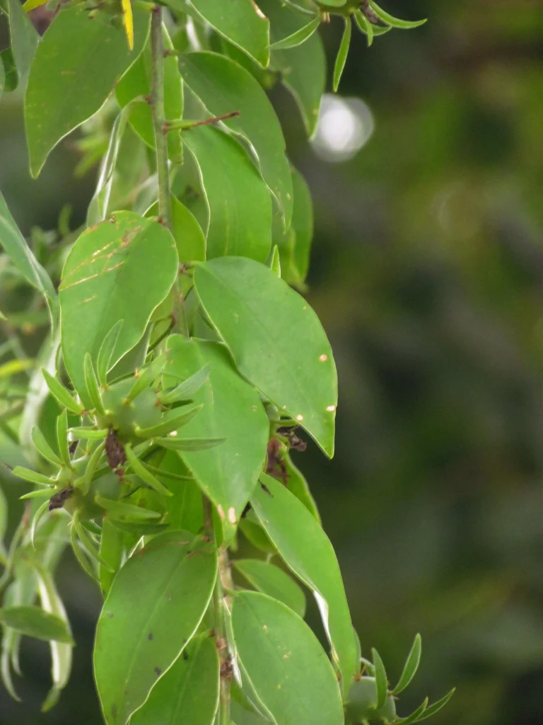 Pereskia aculeata (11)