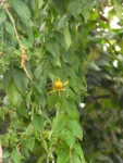 Pereskia aculeata (10)