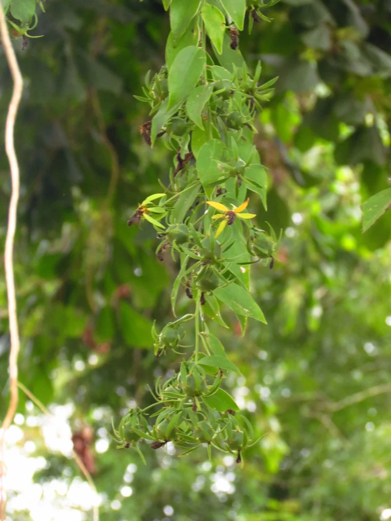 Pereskia aculeata (8)