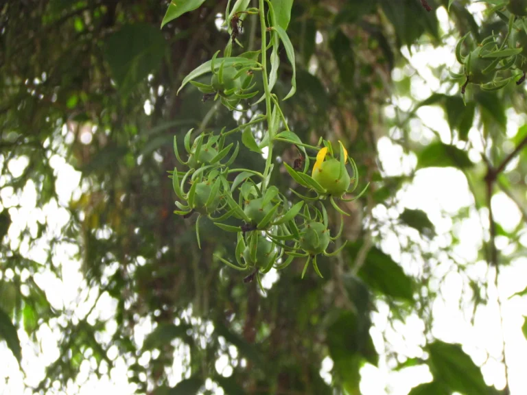 Pereskia aculeata (1)