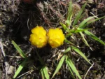 Parodia linkii (7)