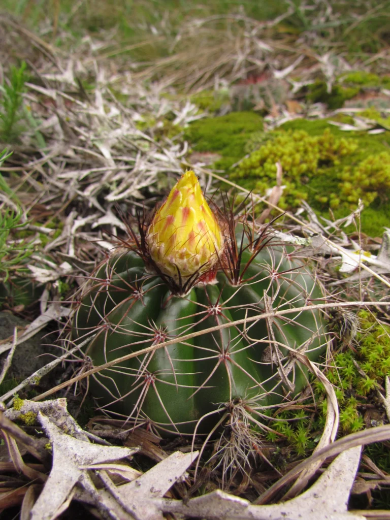 Parodia linkii (3)
