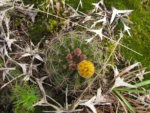 Parodia linkii (2)