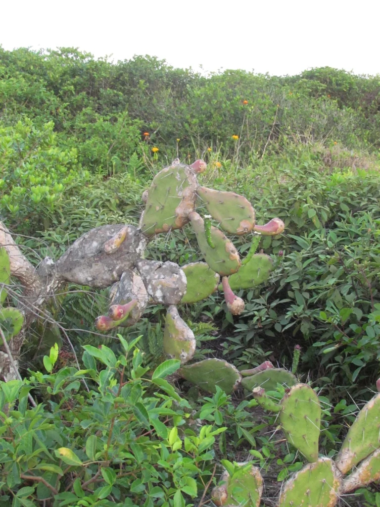 Opuntia monacantha (12)