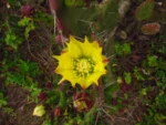 Opuntia monacantha (10)