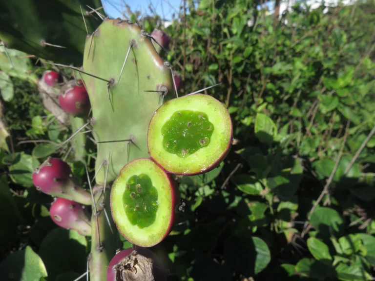 Opuntia monacantha (7)