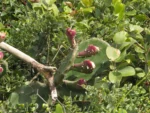 Opuntia monacantha (4)