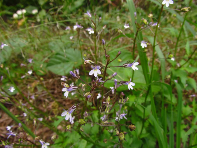 Lobelia xalapensis (26)