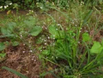 Lobelia xalapensis (25)