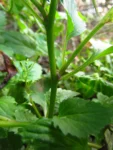 Lobelia xalapensis (19)