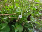 Lobelia xalapensis (14)