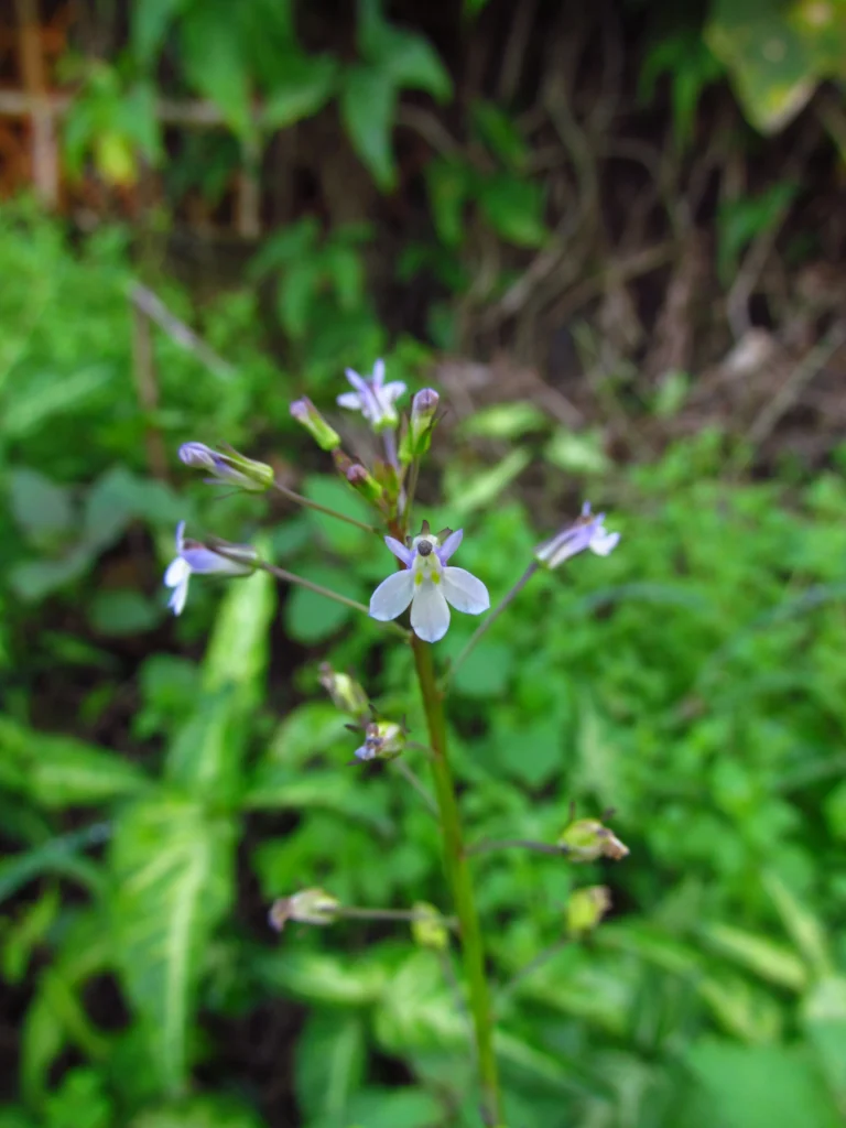 Lobelia xalapensis (11)
