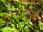 Lobelia xalapensis (10)