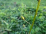 Lobelia xalapensis (8)