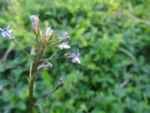 Lobelia xalapensis (7)