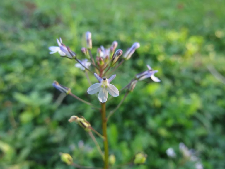 Lobelia xalapensis (3)