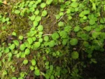 Lobelia reniformis (10)