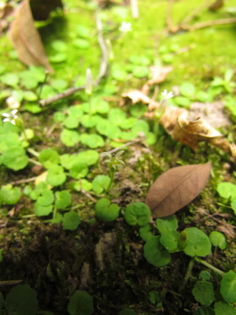 Lobelia reniformis (7)