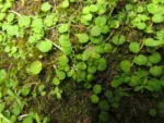 Lobelia reniformis (6)
