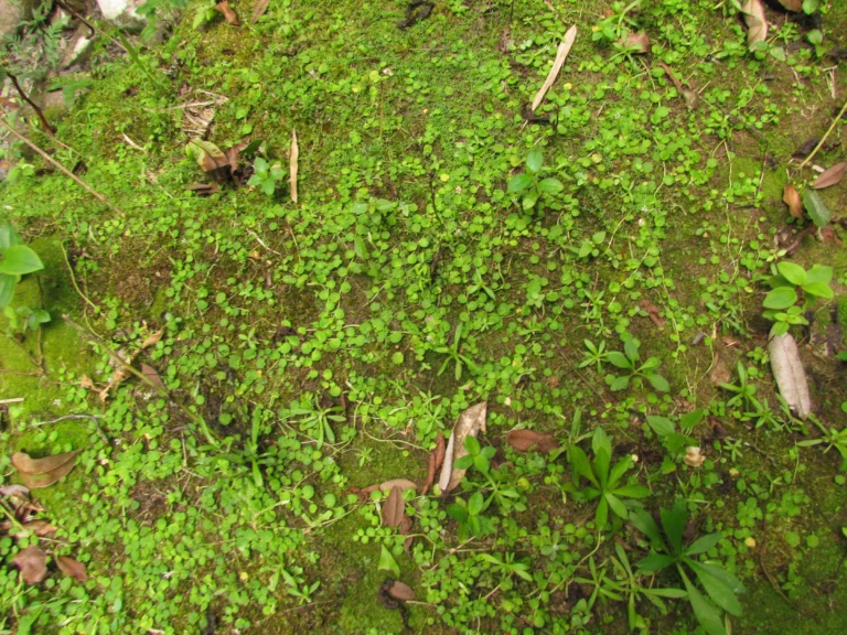 Lobelia reniformis (3)