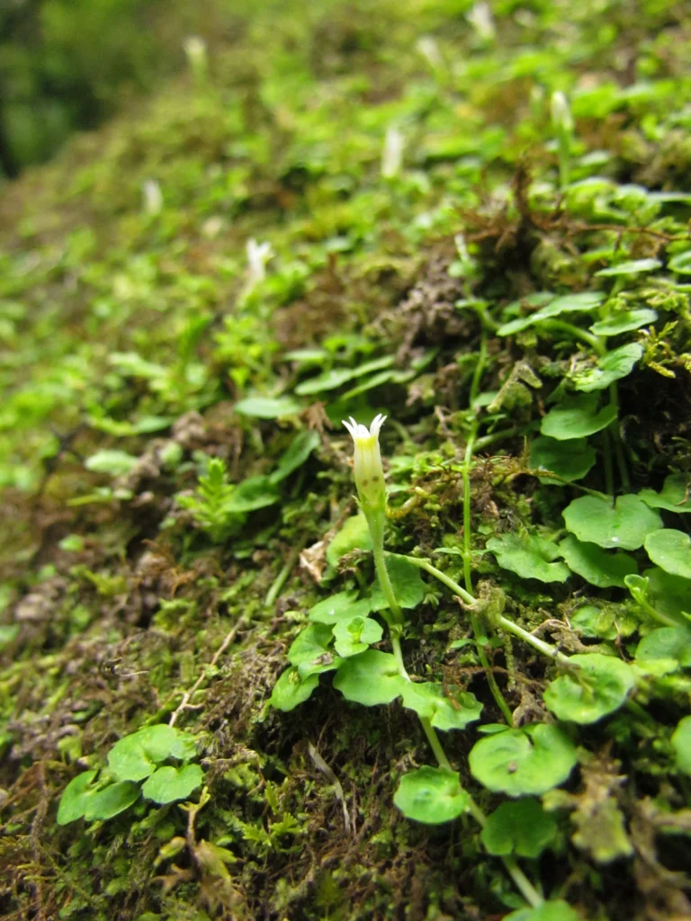 Lobelia reniformis (1)