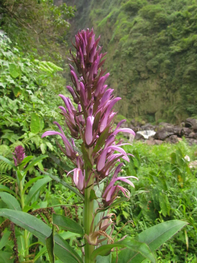 Lobelia langeana (13)