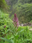 Lobelia langeana (12)
