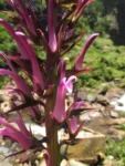 Lobelia langeana (7)