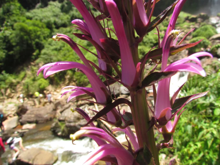 Lobelia langeana (6)
