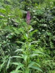 Lobelia langeana (2)