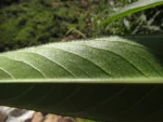 Lobelia langeana (1)