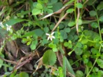 Lobelia hederacea (20)