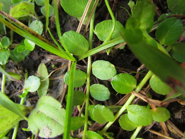 Lobelia hederacea (19)
