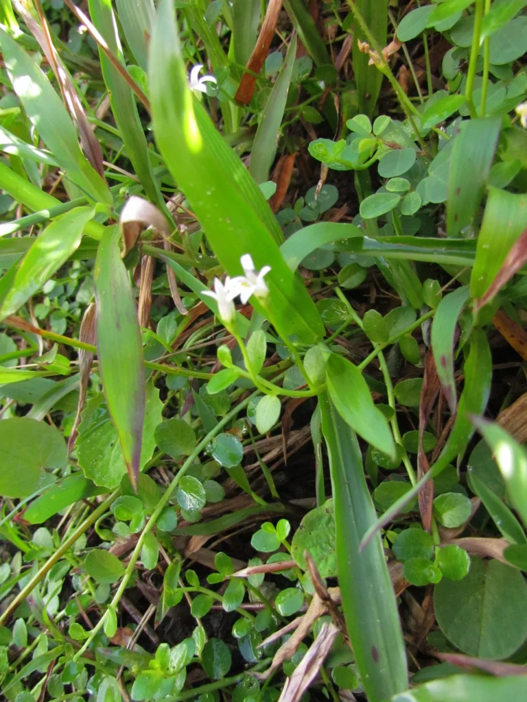 Lobelia hederacea (18)