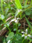 Lobelia hederacea (16)