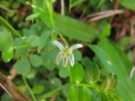 Lobelia hederacea (15)