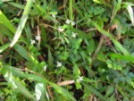 Lobelia hederacea (12)