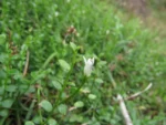 Lobelia hederacea (7)