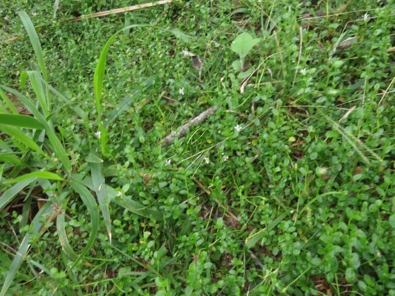Lobelia hederacea (6)