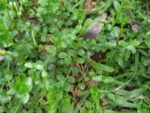 Lobelia hederacea (5)