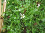 Lobelia hederacea (3)