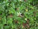 Lobelia hederacea (2)