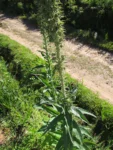 Lobelia hassleri (16)