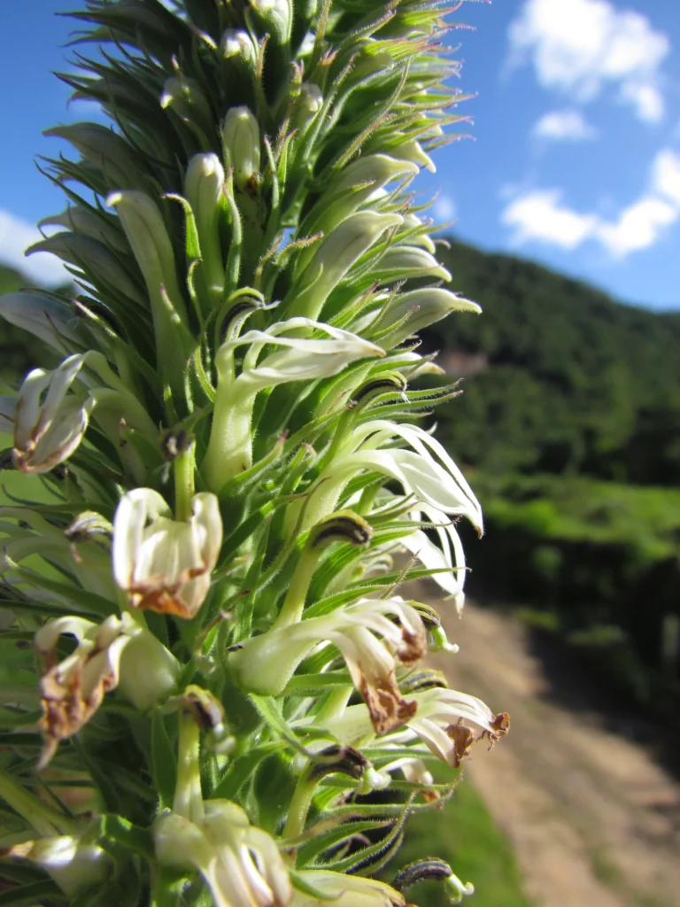 Lobelia hassleri (15)